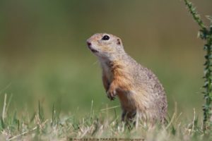 European Ground Squirrel (Photo: Takács András Attila) European Ground Squirrel (Photo: Takács András Attila)