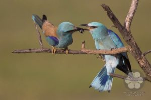 European Roller (Photo: Szekeres Levente)