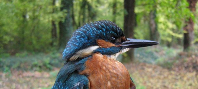 International Waterbird Census (IWC) 2014