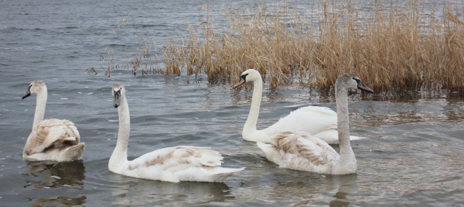 International Waterbird Census (IWC) 2016 International Waterbird Census (IWC) 2016