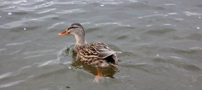 International Waterbird Census (IWC) 2017 International Waterbird Census (IWC) 2017