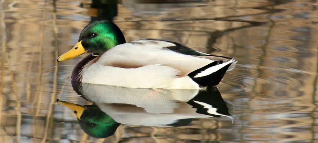International Waterbird Census (IWC) 2023