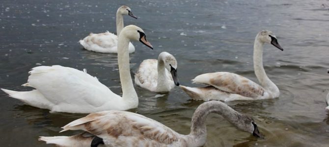 International Waterbird Census (IWC) 2021
