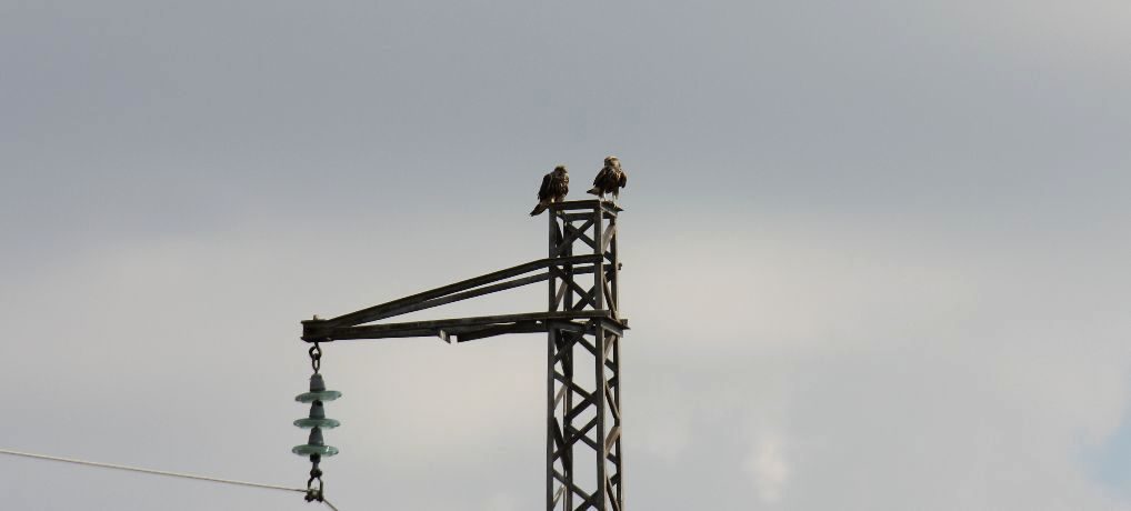 Eagle Census 2023