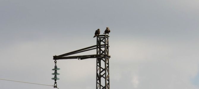 Eagle Census 2023